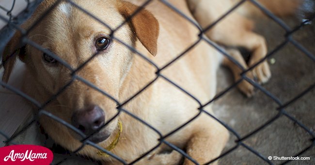 'Dog is for life, not just for Christmas': animal shelters ban adoptions over Christmas period 