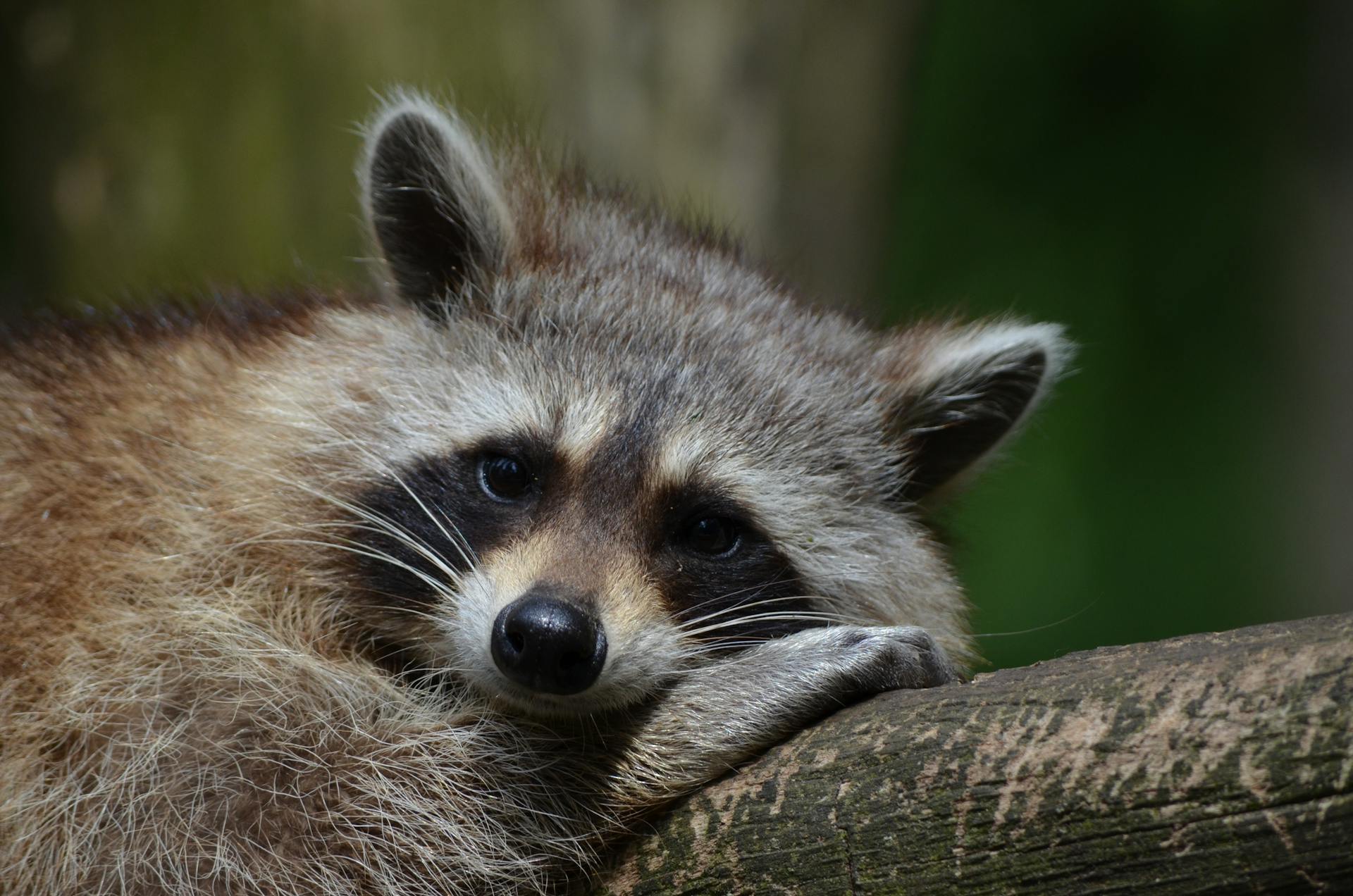 A raccoon sitting on a tree | Source: Pexels