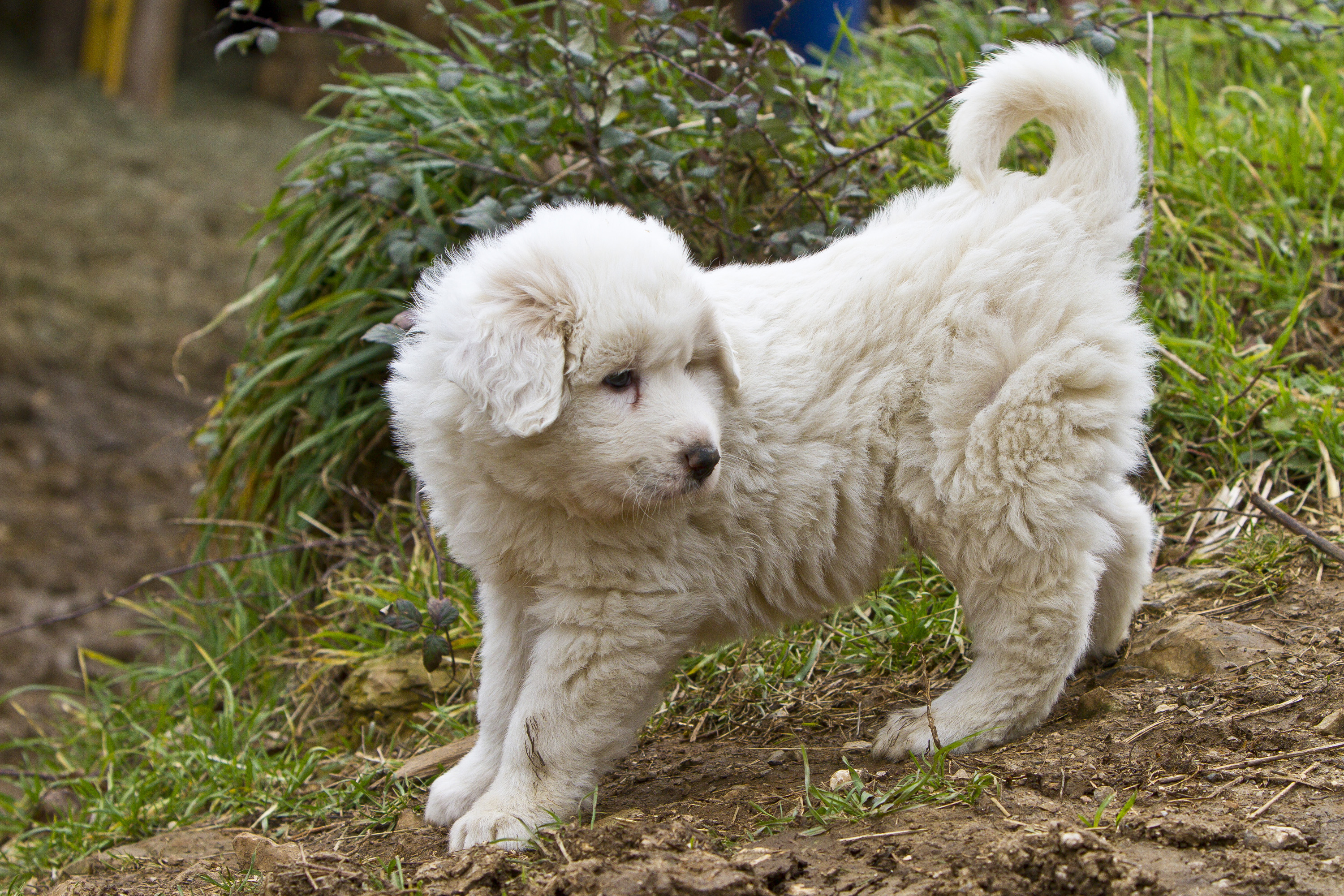 A Great Pyrenees puppy | Source: Getty Images
