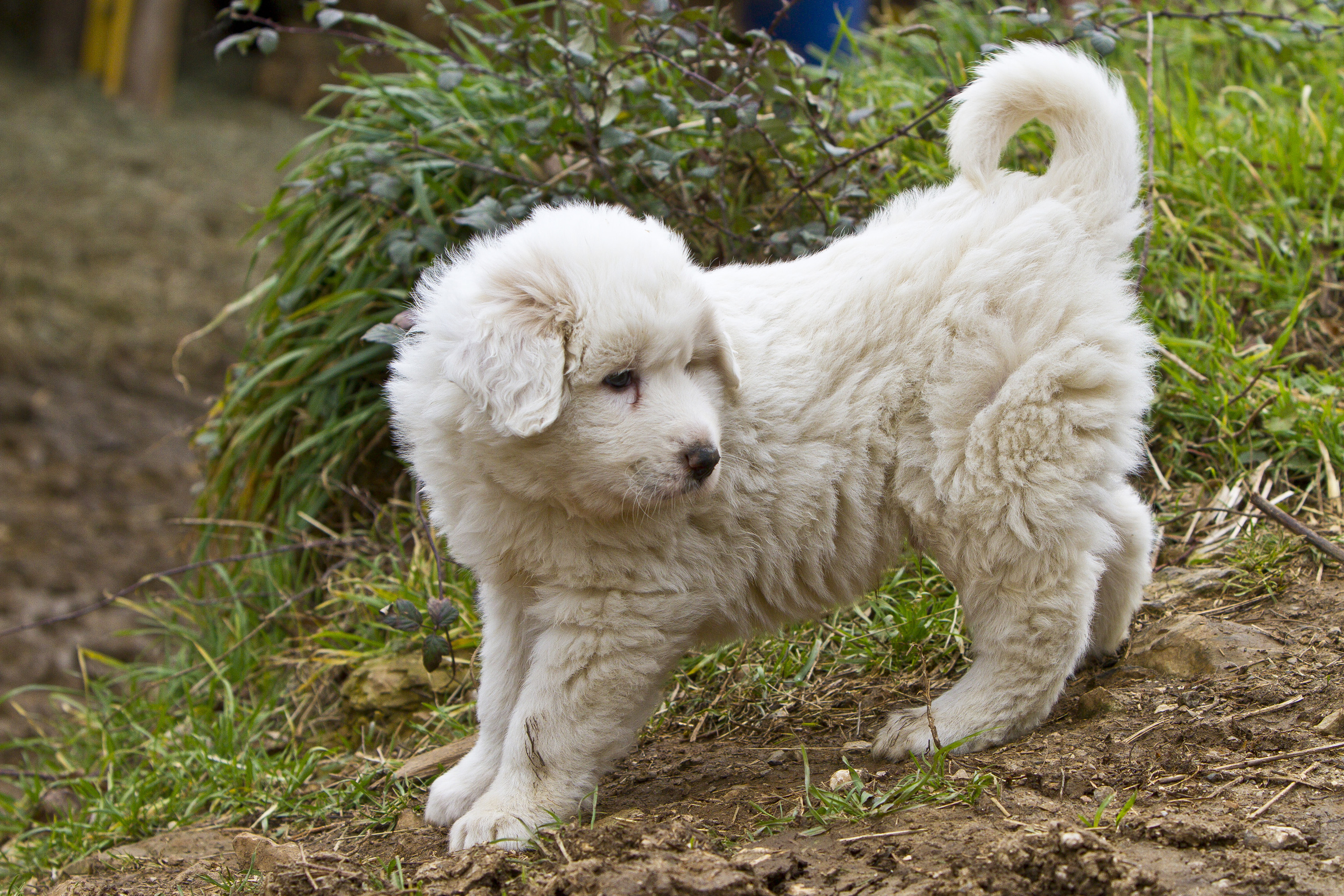 Um filhote de cachorro da raça Great Pyrenees | Fonte: Getty Images