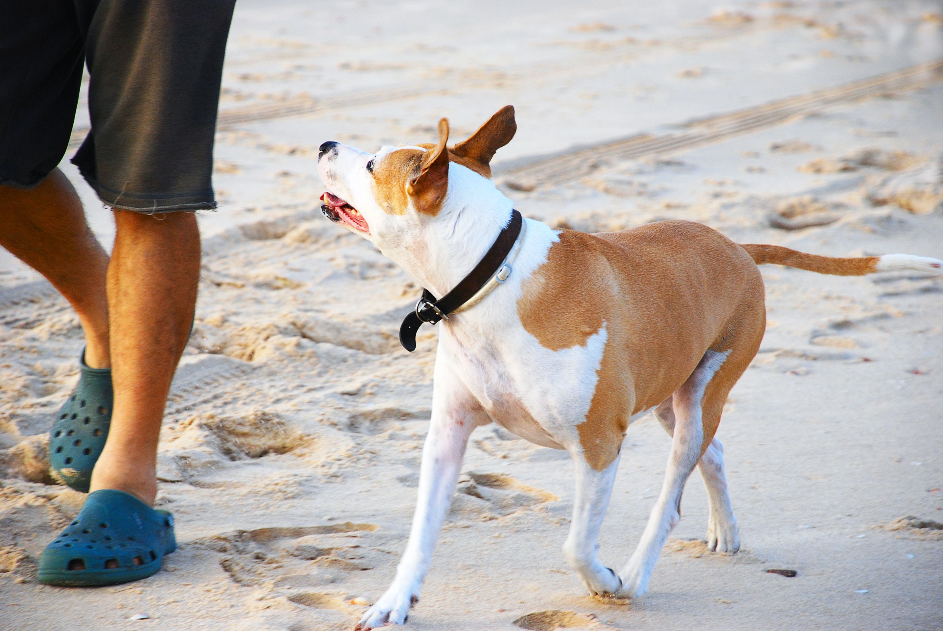 Un chien marchant à côté d'un individu sur la plage. | Source : Shutterstock