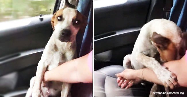 Tender gratitude of a dog toward his savior touches social media 	
