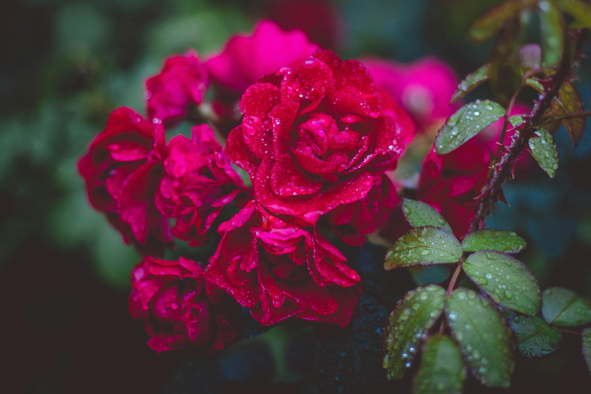 A closeup shot of red roses in a garden | Source: Pexels