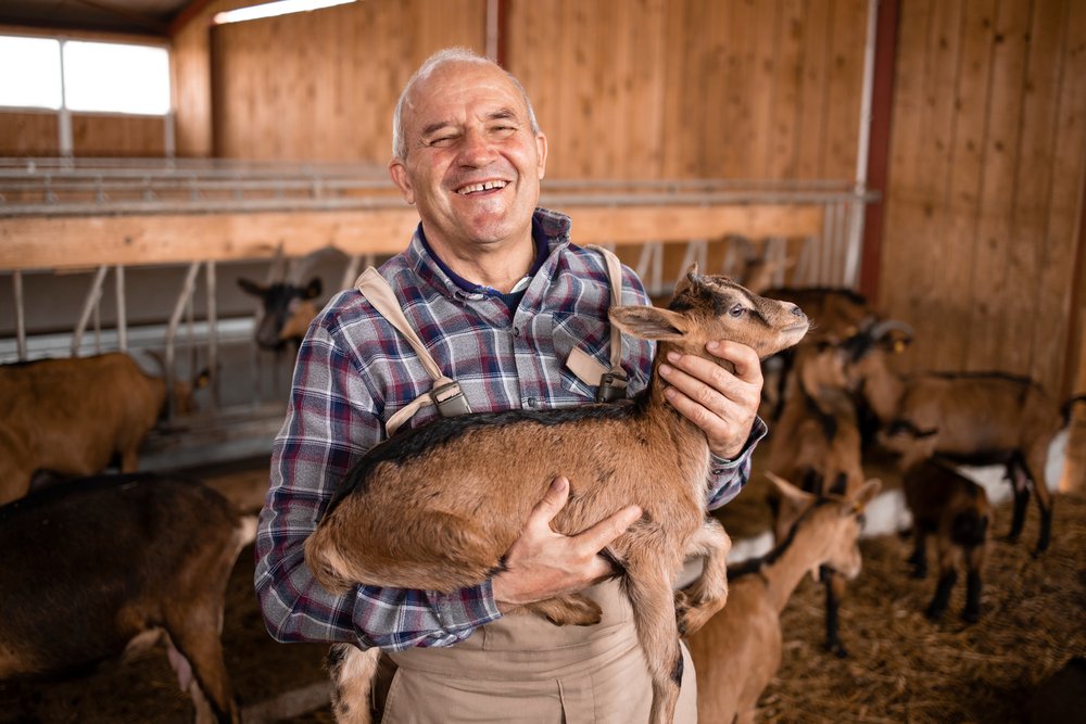An old farmer holding a goat at a ranch. | Photo: Shutterstock