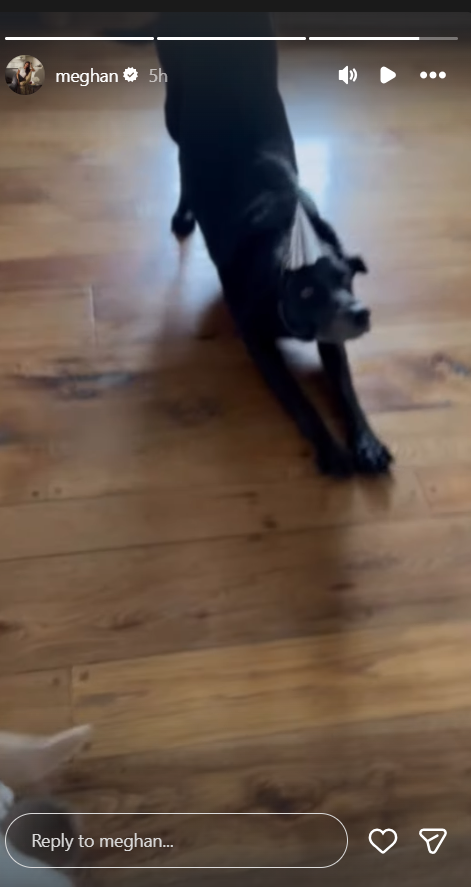 Black Labrador Pula also joined the birthday fun, though the party hat stayed on only briefly despite Harry's cheerful encouragement. | Source: Instagram/meghan