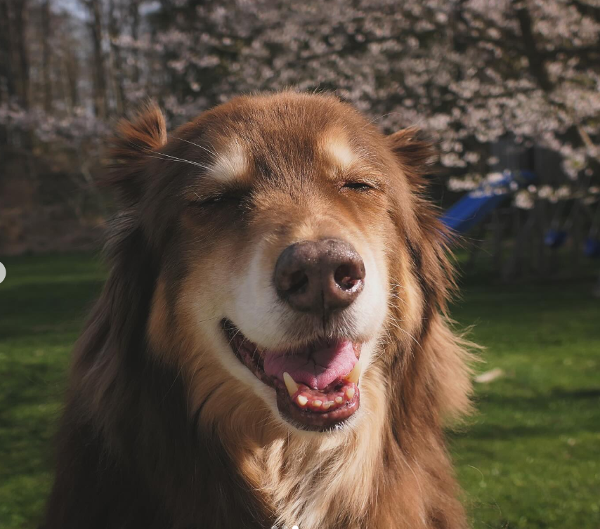 Amanda Seyfried's dog, Finn, dated April 21, 2025 | Source: Instagram/mengey
