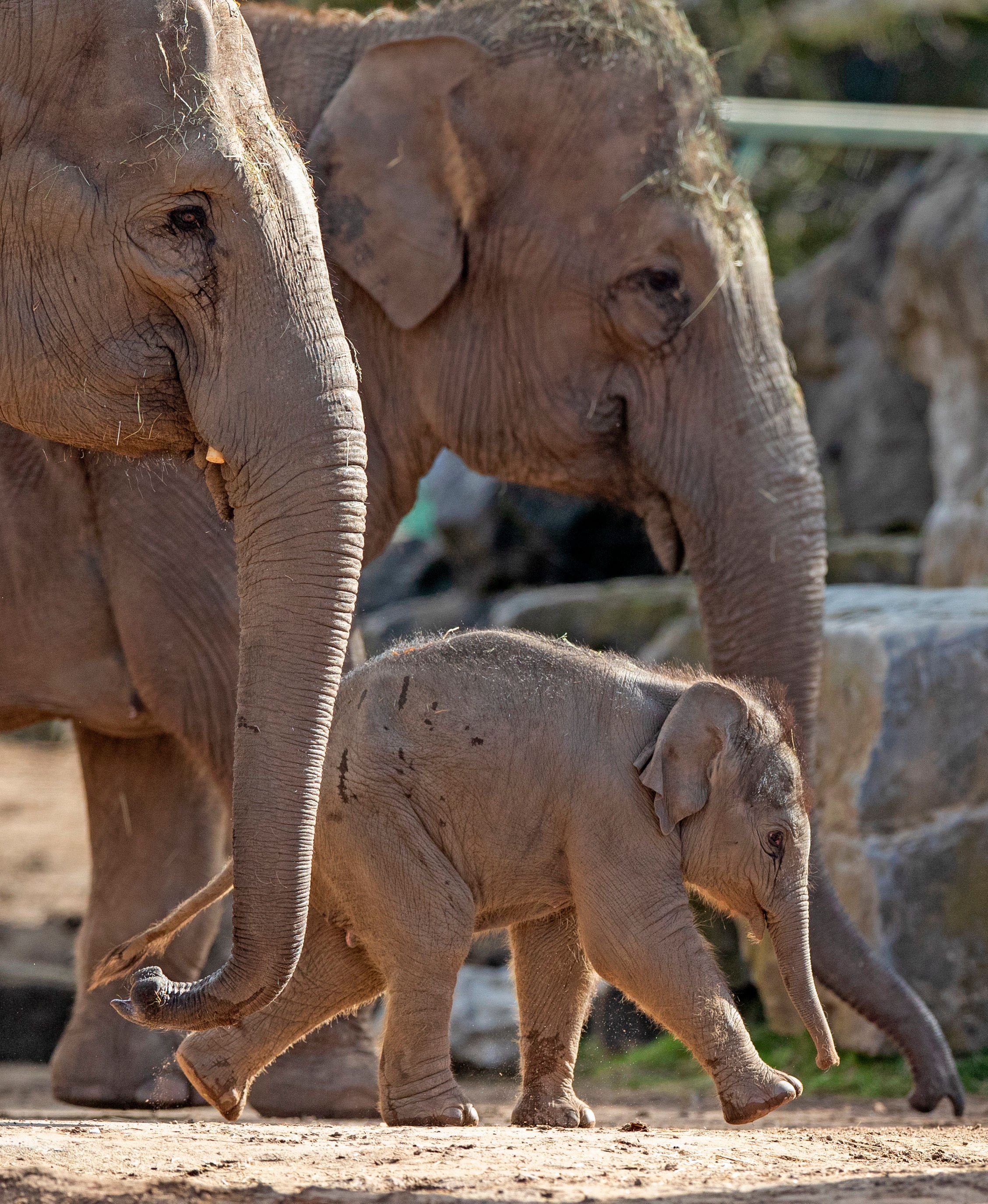 Riva Hi Way, a baby Asian elephant calf born last month at Chester Zoo, makes her public debut alongside her mother 15-year-old Sundara Hi Way (left). PA Photo. Picture date: Friday March 20, 2020. The calf was born after a 22 month pregnancy. Asian elephants are listed as endangered by the International Union for the Conservation of Nature (IUCN) and the species is highly threatened in the wild by habitat loss, poaching, human-wildlife conflict and a deadly herpes virus called Elephant Endotheliotropic Herpesvirus. Photo credit should read: Peter Byrne/PA Wire. | Foto: von Peter Byrne/PA Images via Getty Images