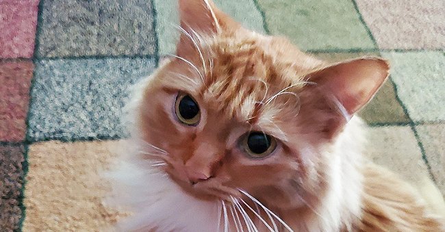 A ginger cat glances upward as it sits on a carpet | Photo: Imgur 