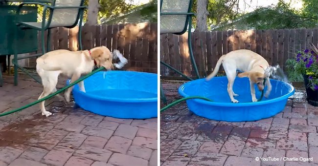 Dog decided to frolic in the pool so she started to fill it with water herself