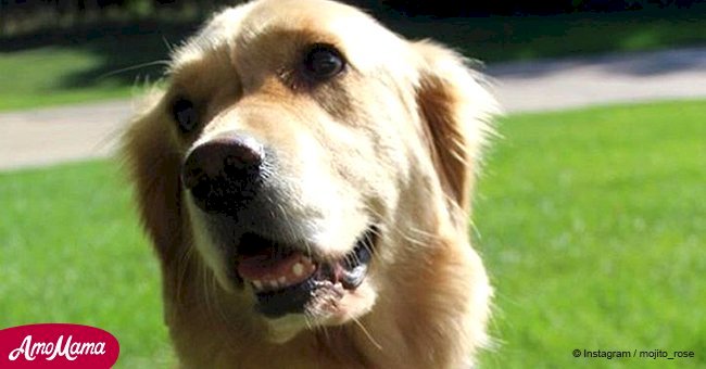 Golden Retriever goes viral for a funny bedtime habit that'll make you smile