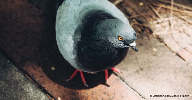 Un pigeon assoiffé a été filmé en train d'attendre une personne généreuse qui serait prête à l'aider à boire