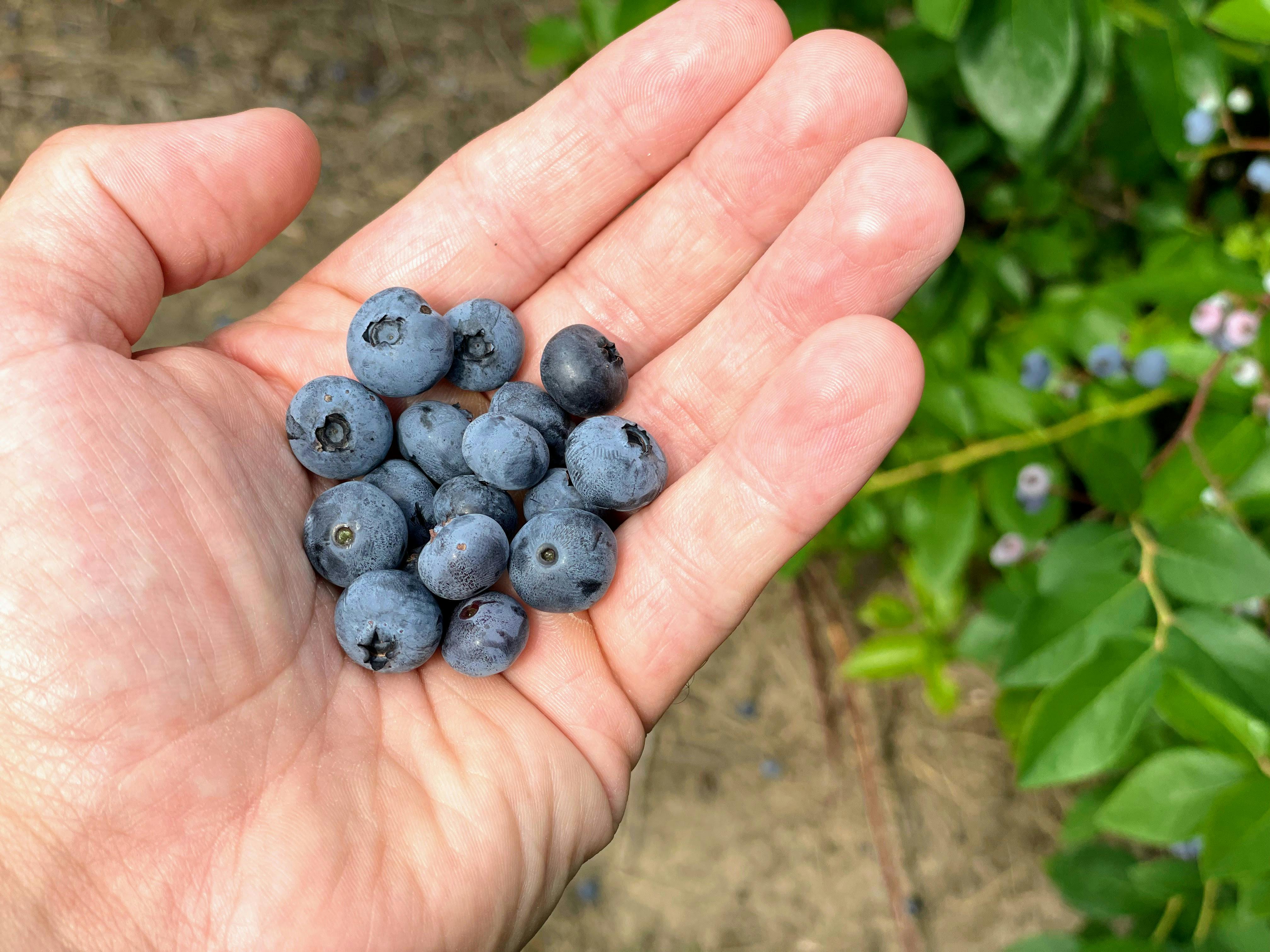Blueberries | Source: Pexels