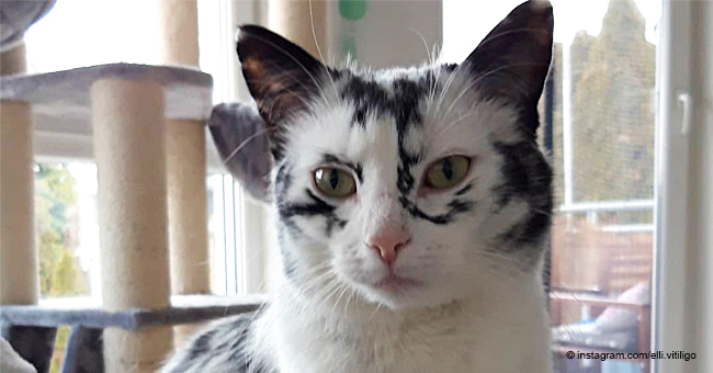 'I'm Still Surprised': Cat Develops Rare Condition Also Found in Humans That Changes Her Appearance