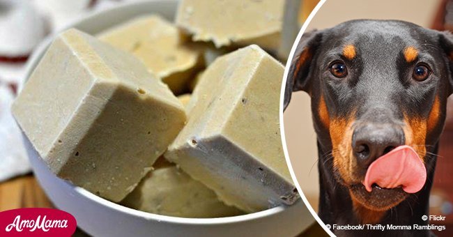 Frosty treats for your furry friend! Frozen peanut butter and banana dog treat recipe