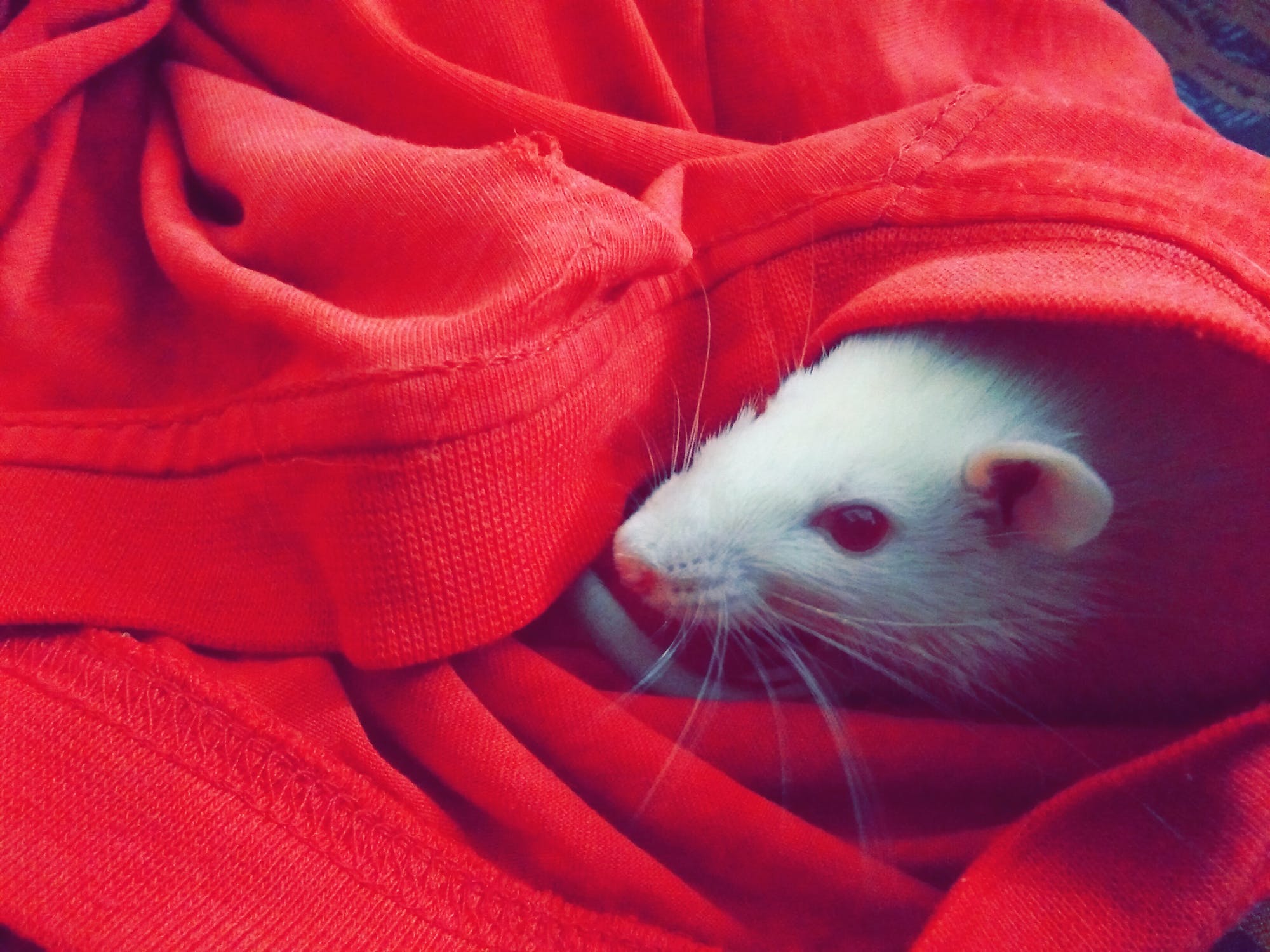  A rat in a red sweater | Source: Pexels