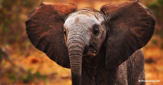 Poignant : le bébé éléphant n'arrête pas de pleurer après que sa mère le frappe et le rejette cruellement