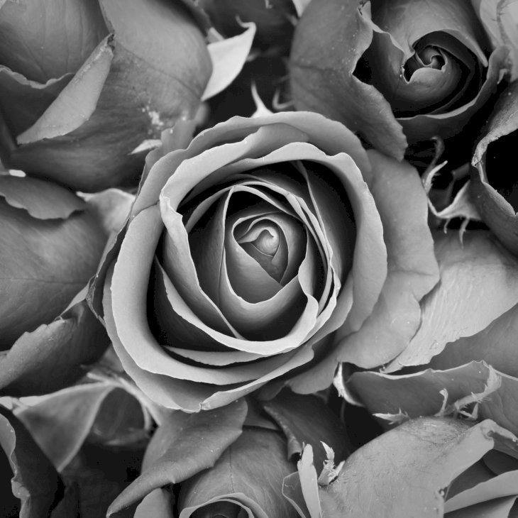 Des roses noir et blanc | Photo : Pixabay