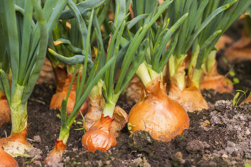 Une plantation d'oignons dans le potager | photo : Shutterstock