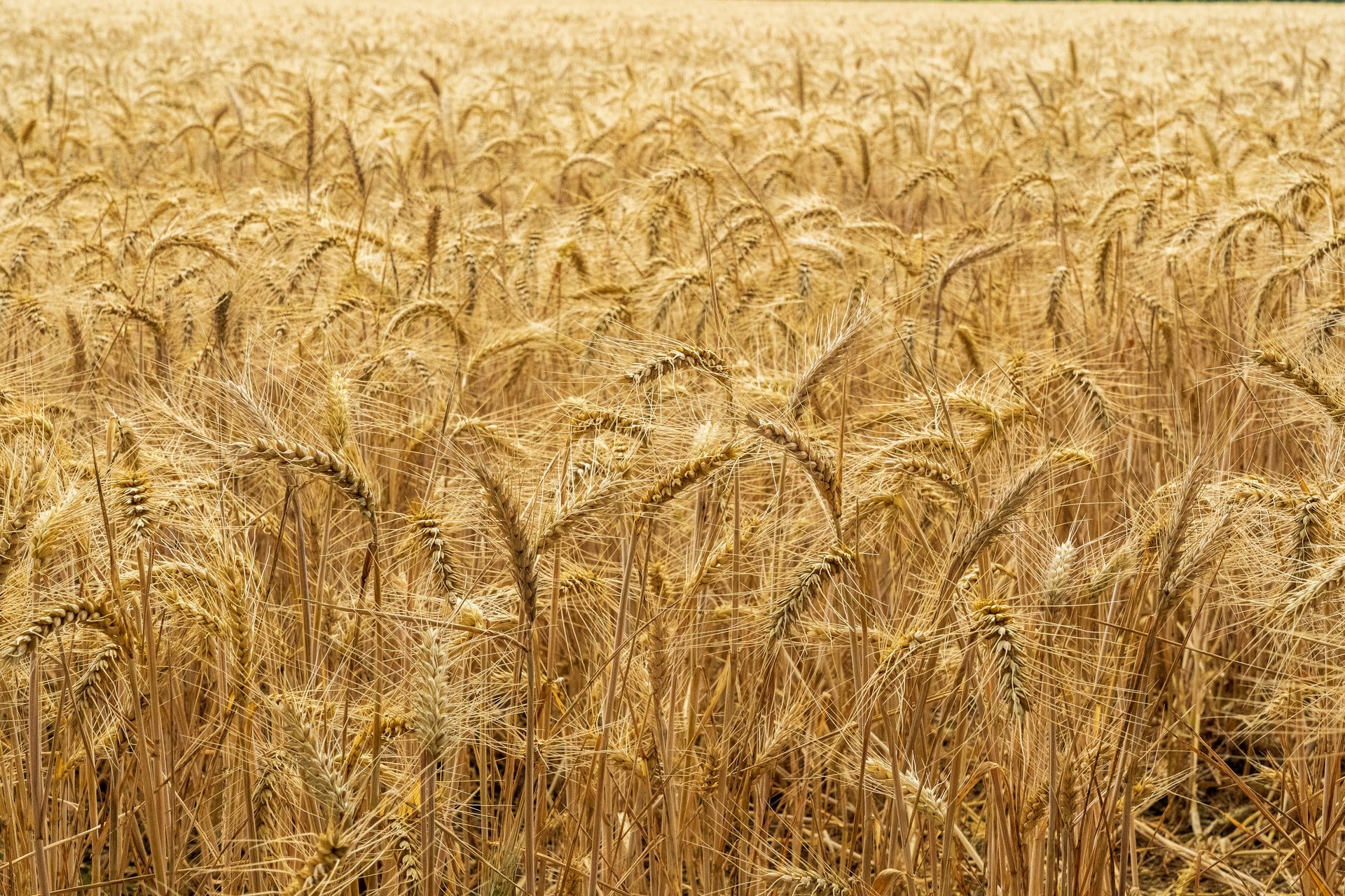 Un champ de blé | photo : Unsplash