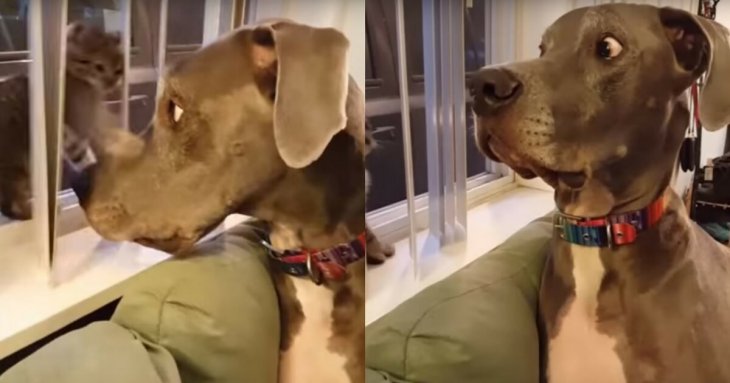 The dog's reaction when the kitten boops his nose goes viral