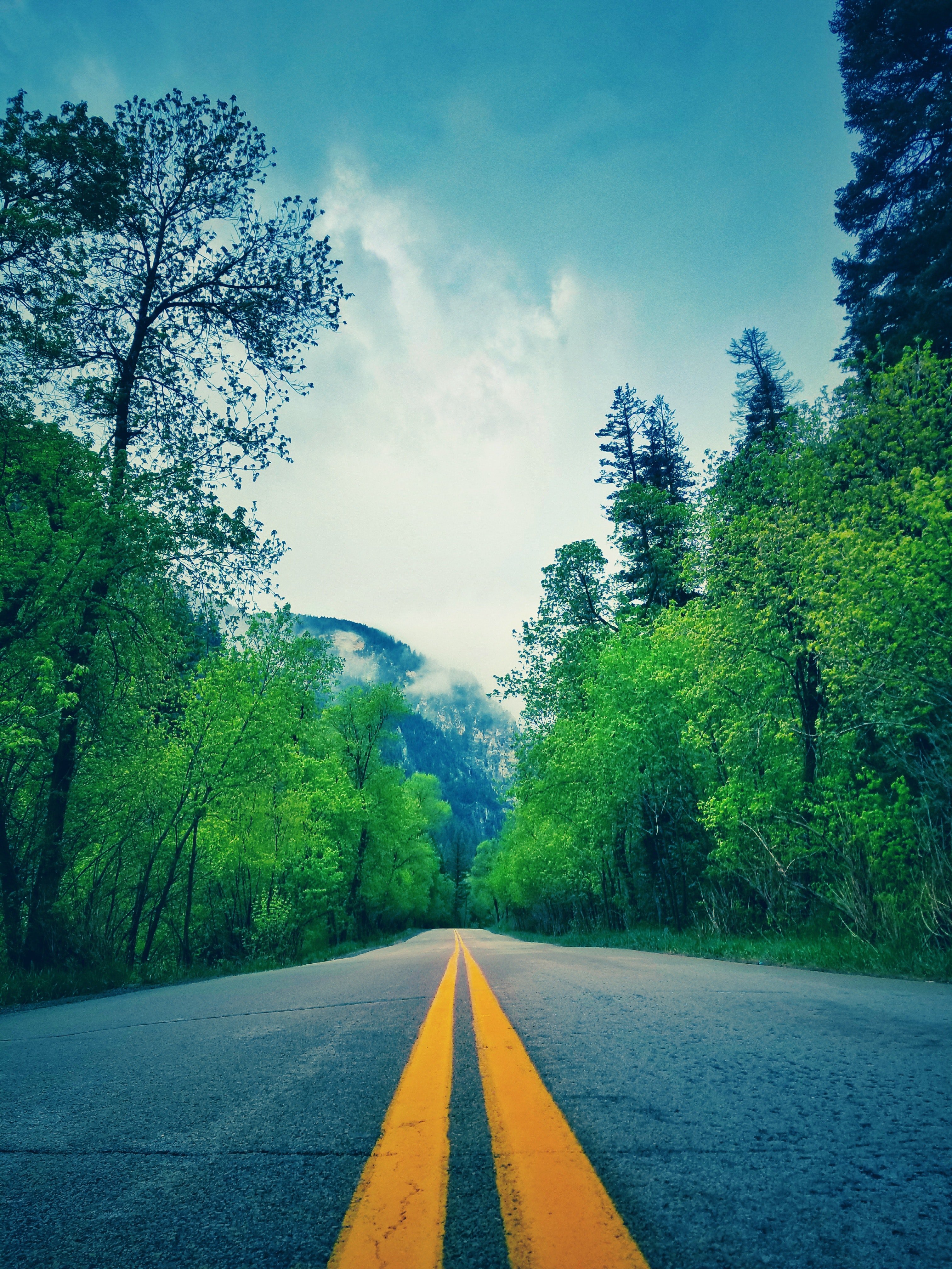 Pictured - An image of a narrow road and green leafed trees | Source: Pexels 