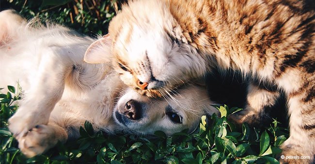 Heartbroken Cat Still Visits Dog Friend Every Day a Year after Its Tragic Death