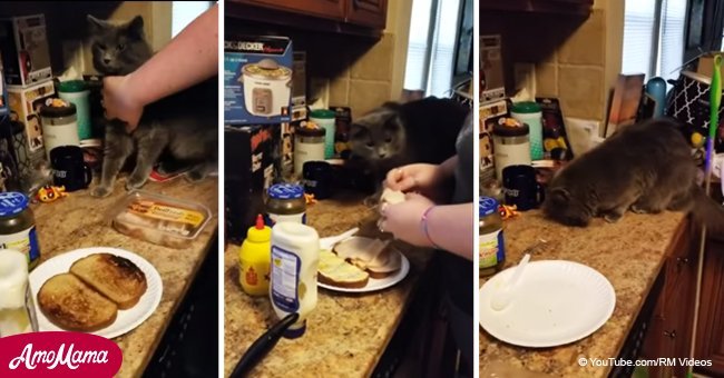 Cat tries to outsmart its human to steal a sandwich