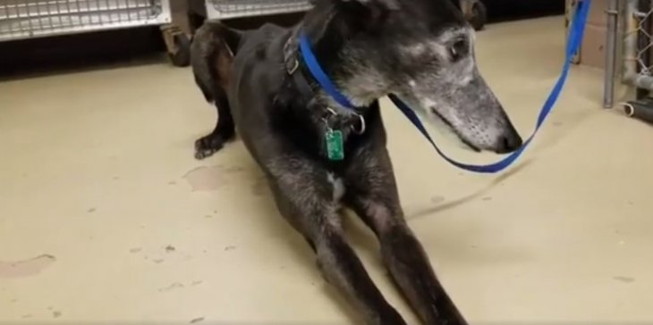 Quelle: Facebook/Harris County Animal Shelter Pets In Need Quelle: Facebook/Harris County Animal Shelter Pets In Need