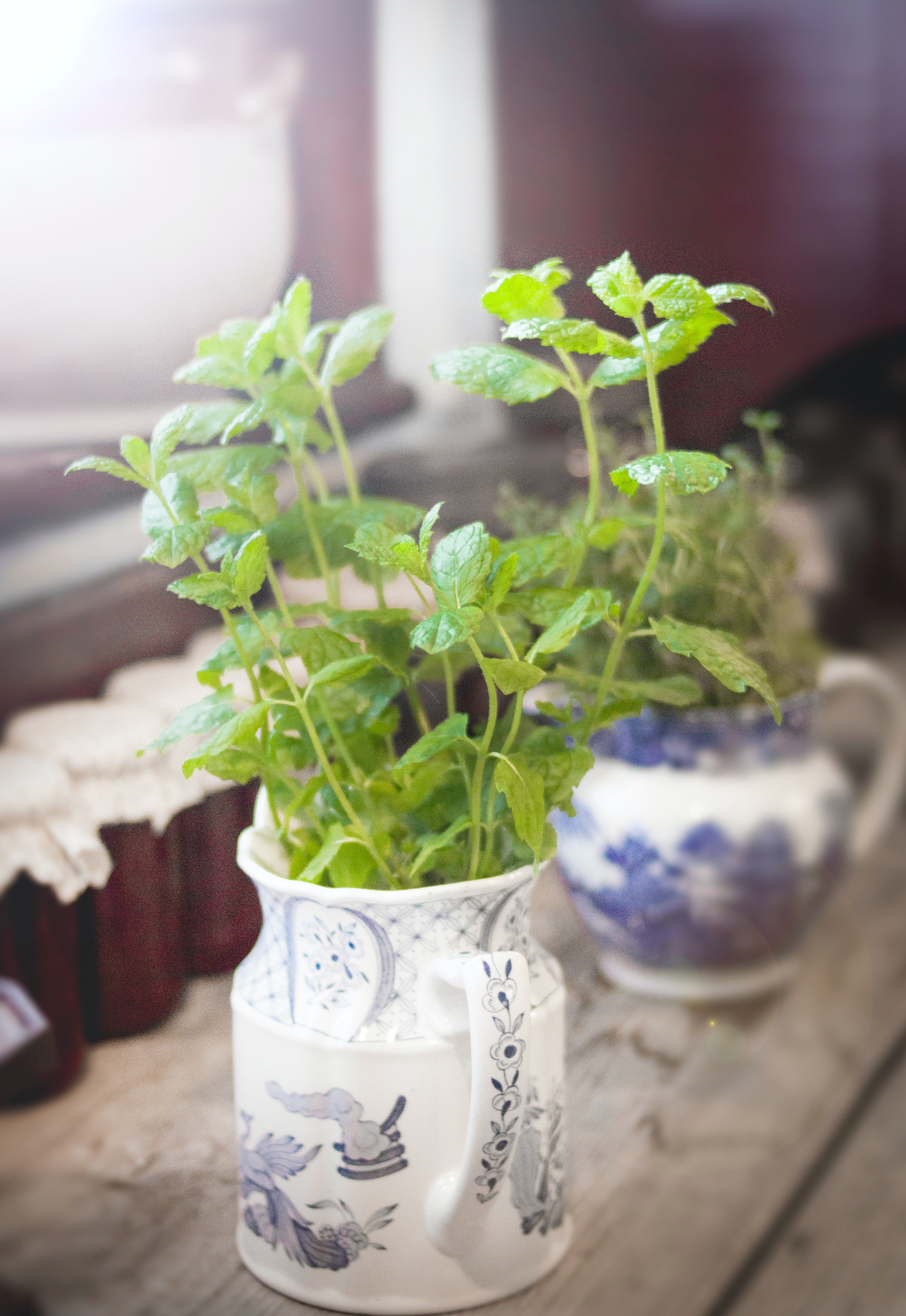 Du basilic en pot | photo : Pexels