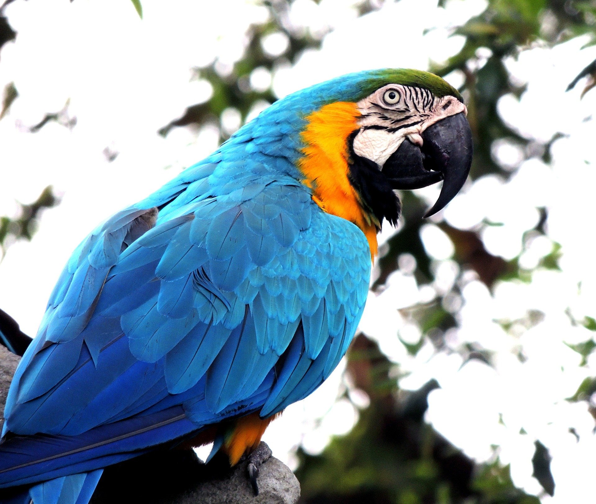 Macaw | Source: Pixabay 