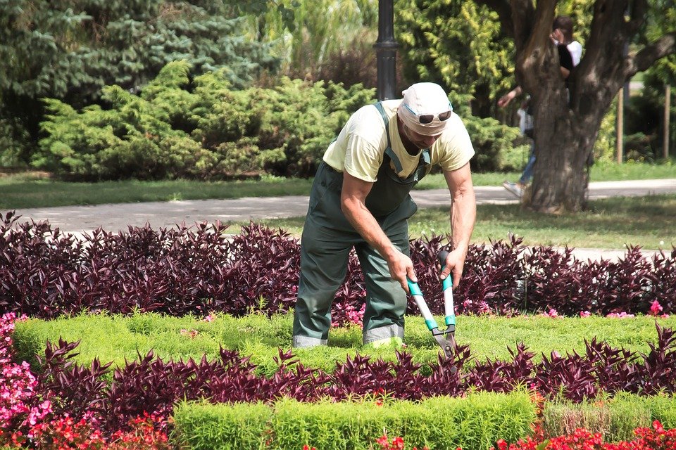 Jardinero podando plantas. | Imagen: Pixabay