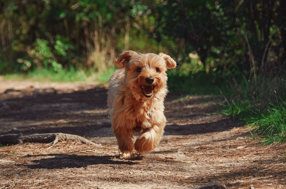 A Yorkie dog running along a bush path | Photo: Pixabay