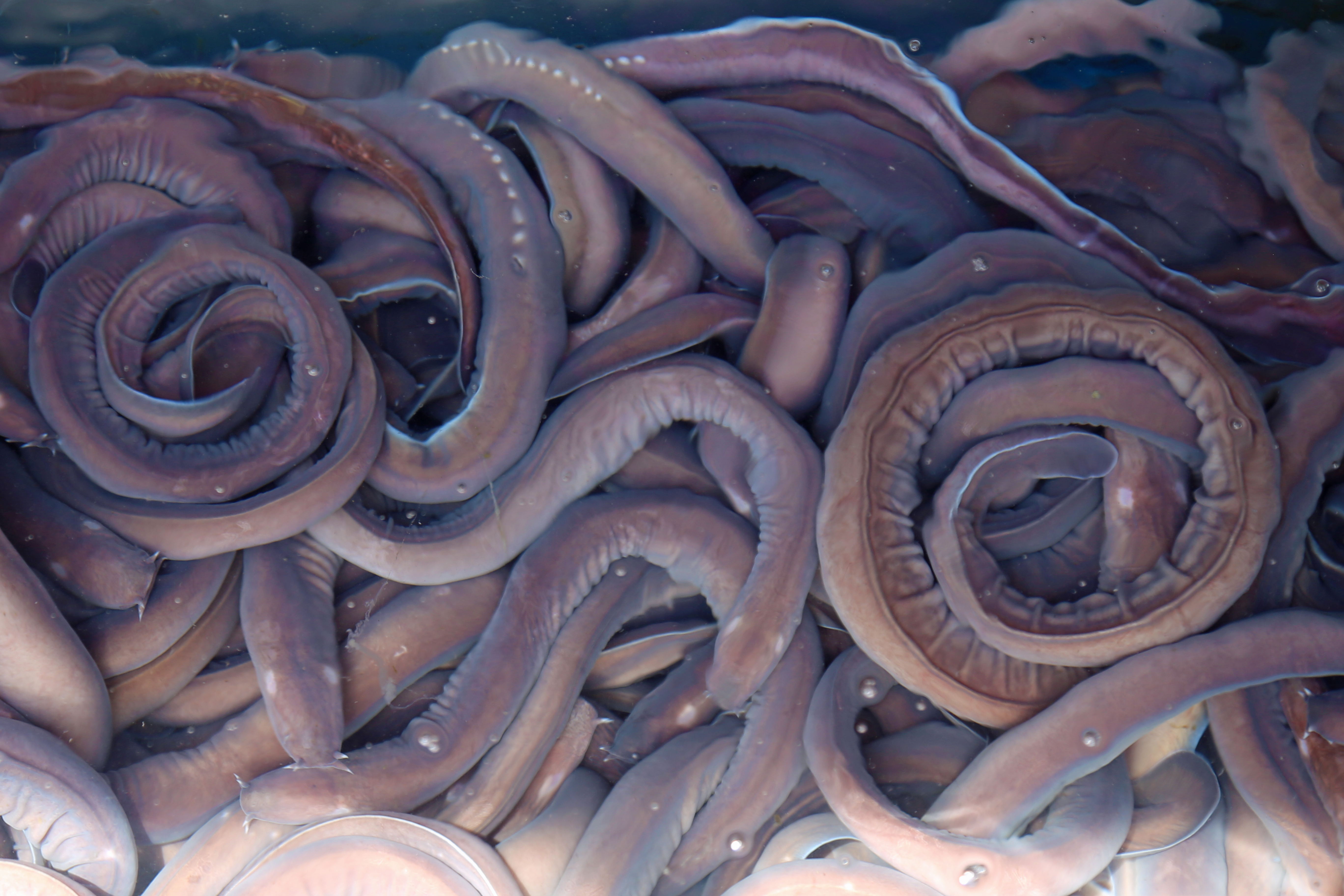 Photo of Hagfish. | Source: Getty Images