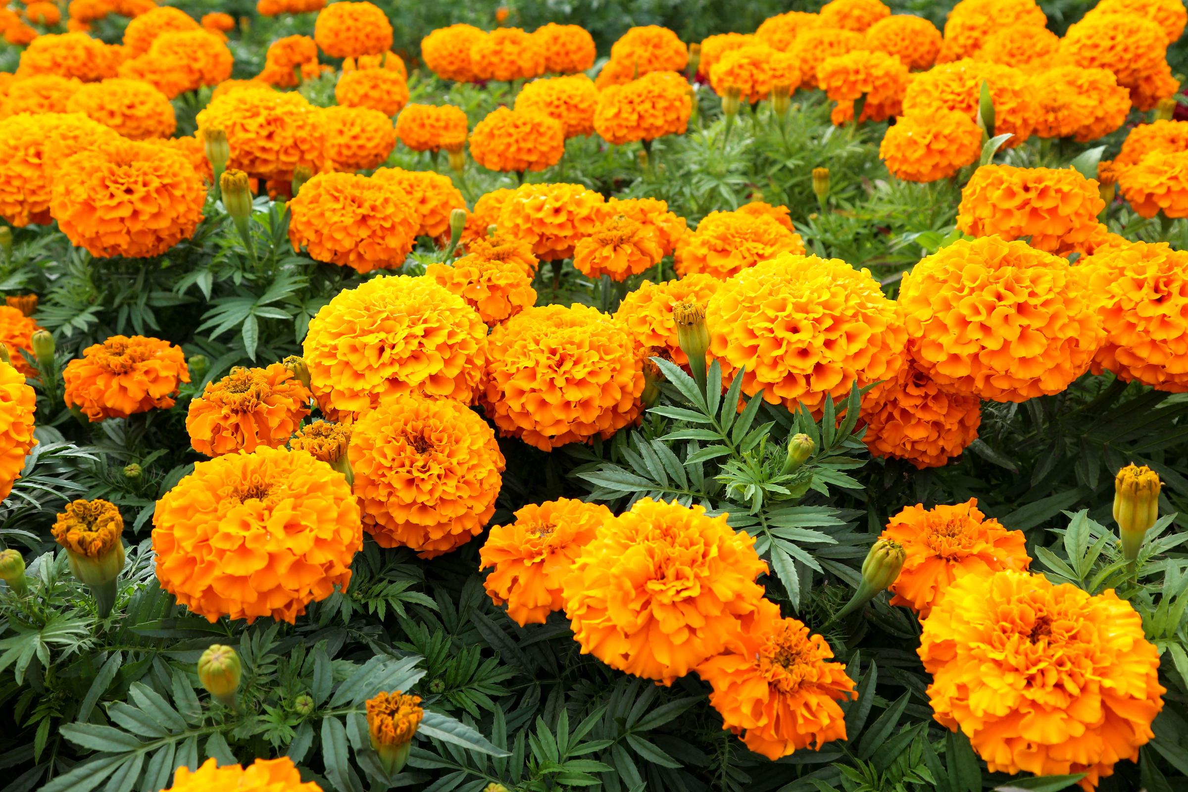 A bed of marigolds | Source: Shutterstock
