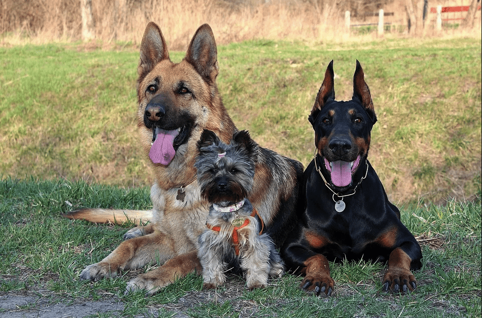 A photo of three dogs. | Photo: Pexels