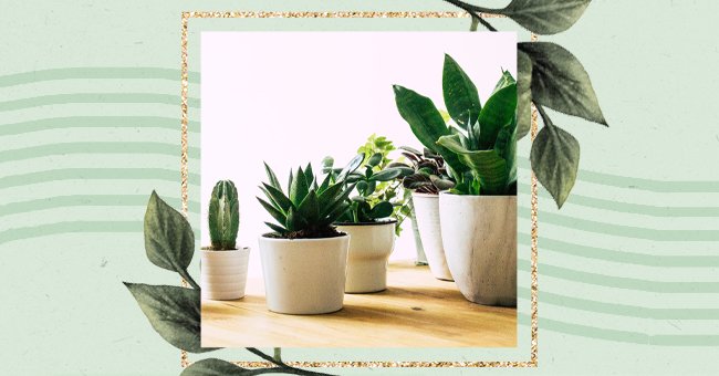 A Guide To Knowing When To Repot Your Plants 