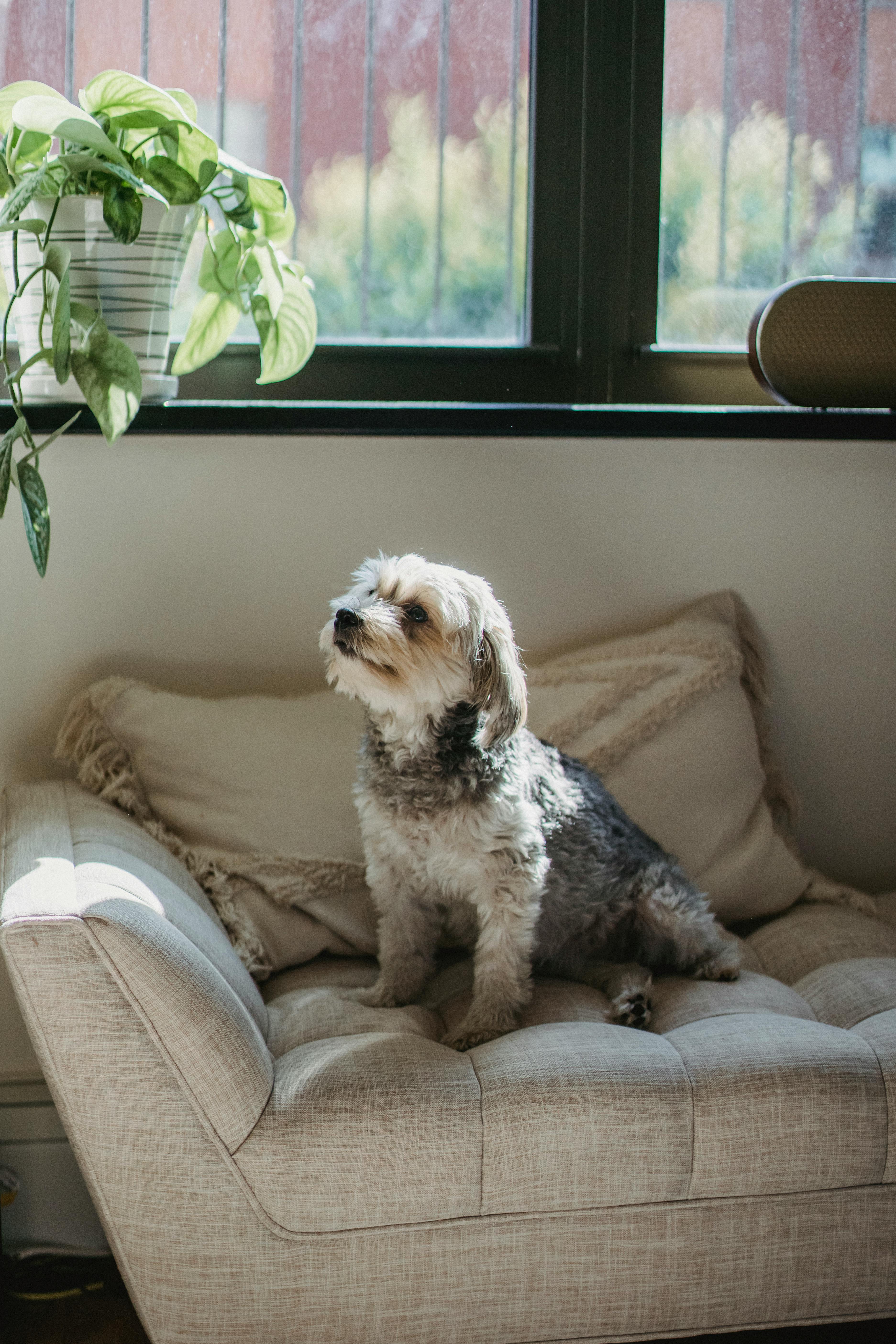 A dog on the couch | Source: Pexels