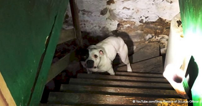 Man found an abandoned dog in the basement after entering a new house