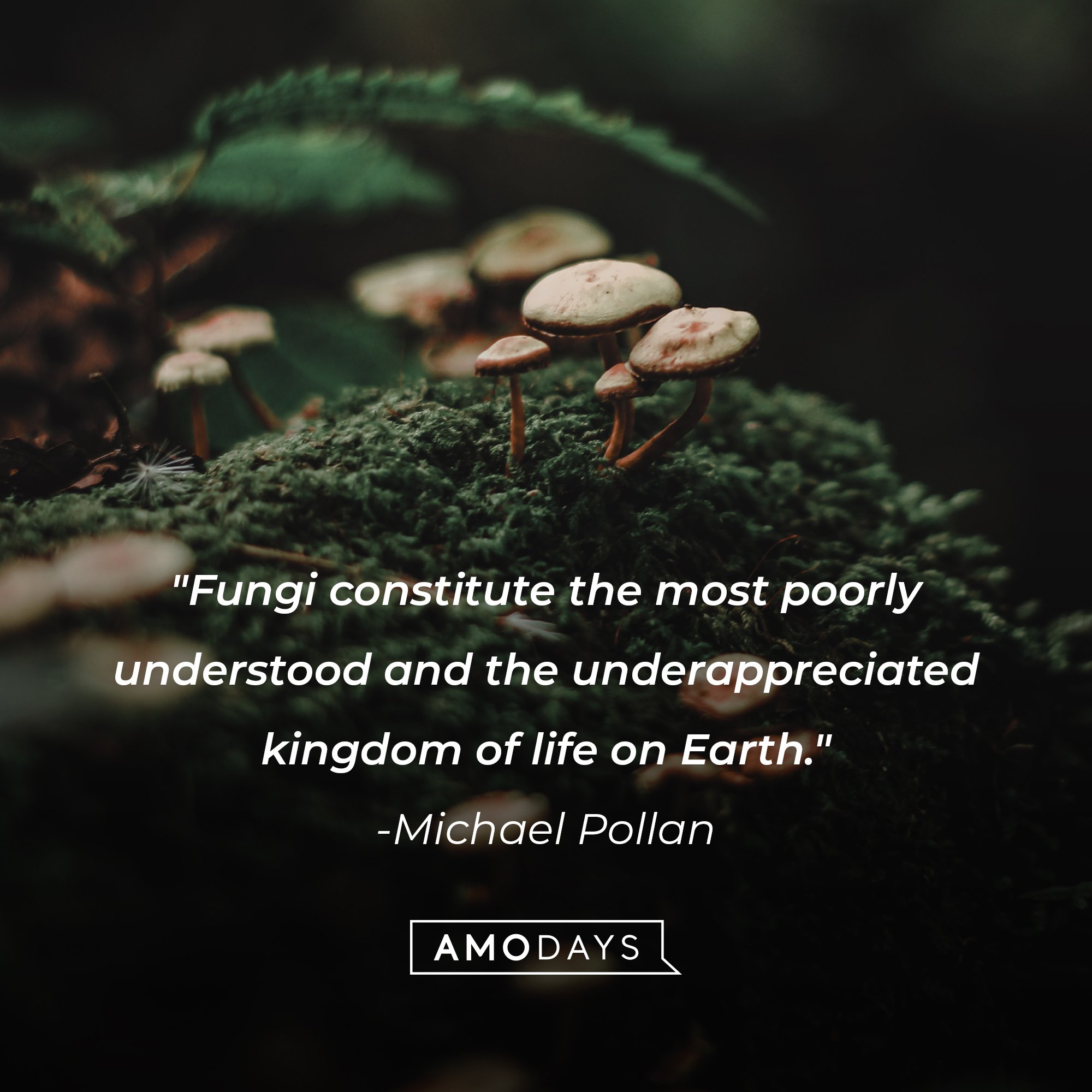 Michael Pollan’s quote: "Fungi constitute the most poorly understood and the underappreciated kingdom of life on Earth." | Image: AmoDays