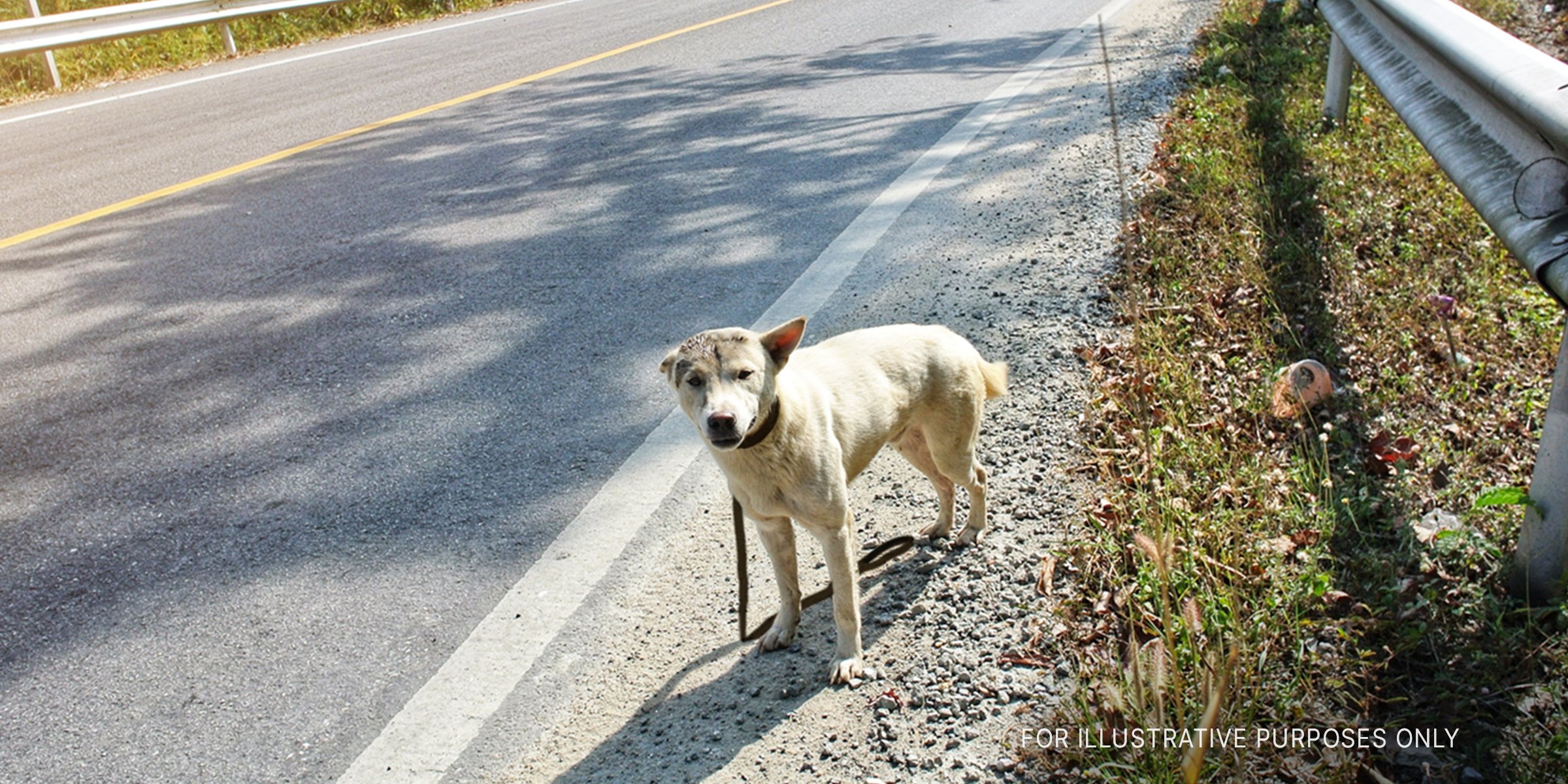 Dog Stranded On A Road. | Source: Shutterstock
