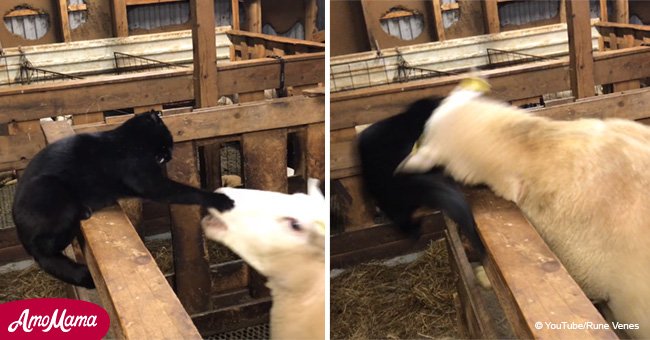 Cat learns a valuable lesson after picking fight with sheep