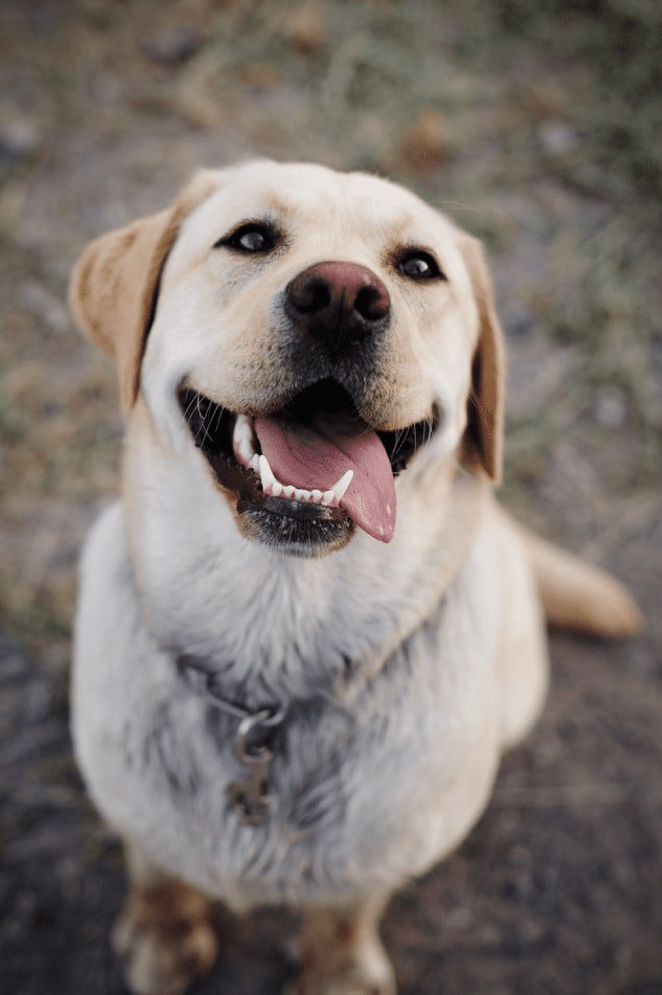 Der Hund war ein Deutscher Schäferhund, dem die Zunge aus dem Maul hing. | Quelle: Pexels