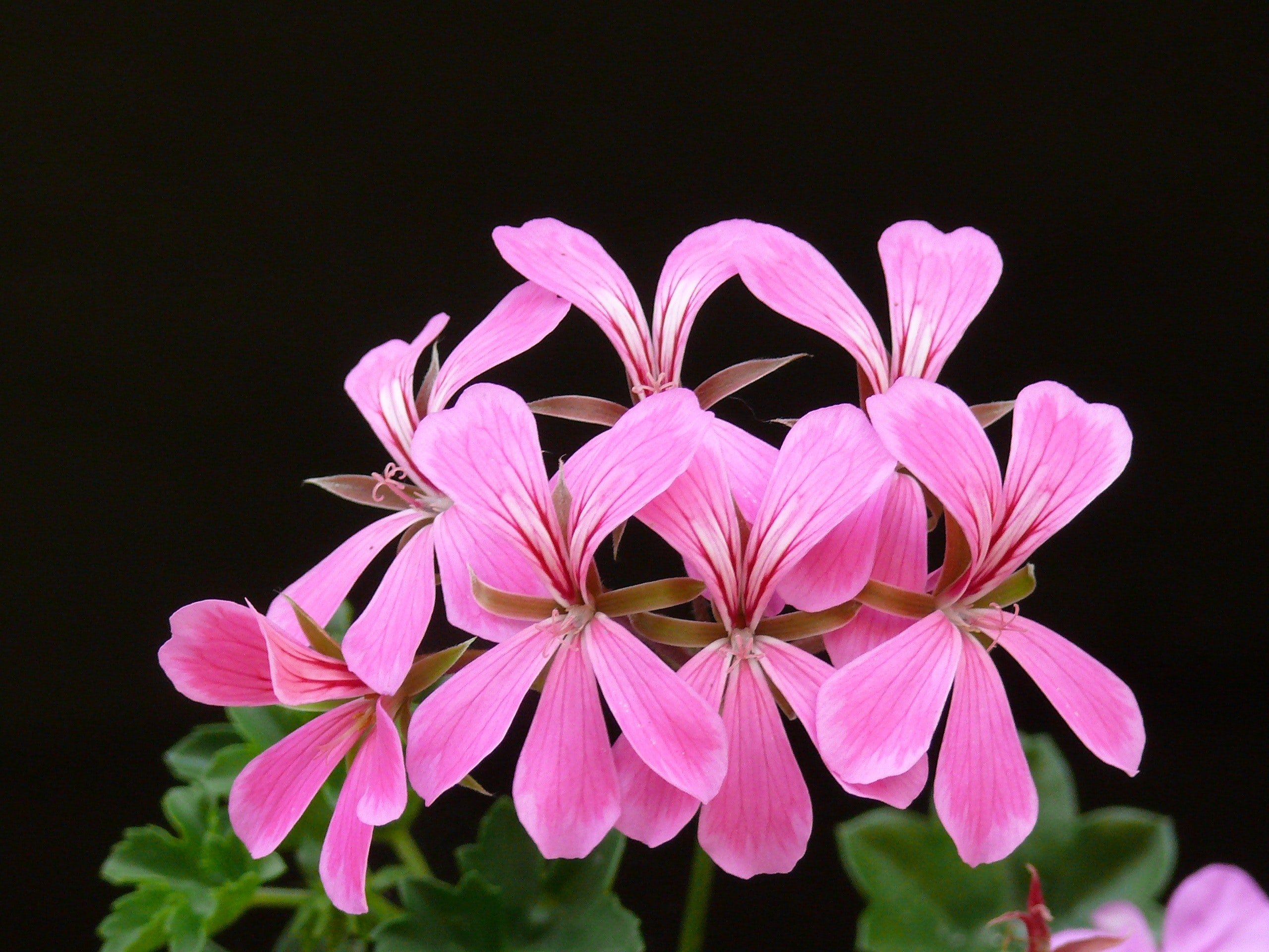 An image of Geraniums | Photo: Pixabay