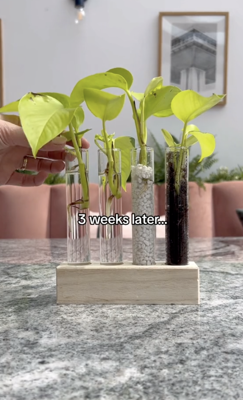 The results of the Neon pothos cuttings being propagated in different mediums in a clip uploaded on October 5, 2024 | Source: TikTok/thelittlelifelately