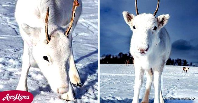 Man spots extremely rare white reindeer camouflaged against the snow 