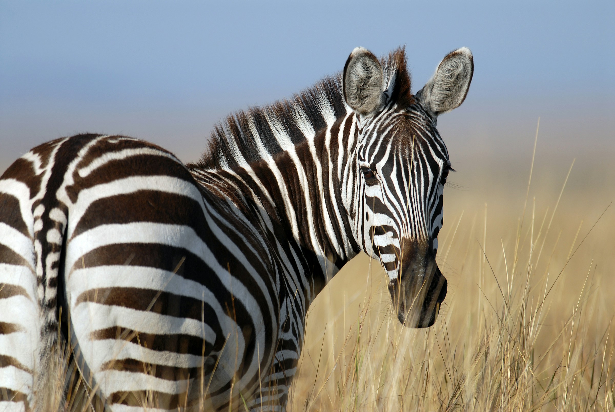 A zebra in a wheat field | Source: Unsplash