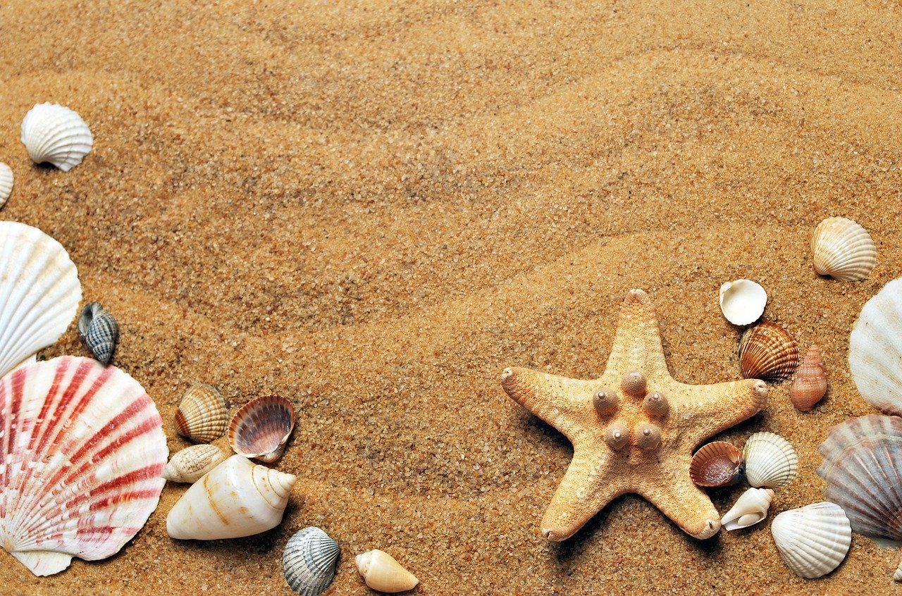 Sea shells on sand at the beach | Photo: Pixabay