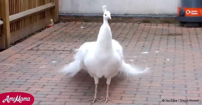 Majestic white peacock caught on camera