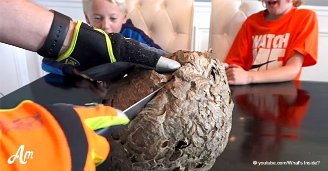 Dad cuts open a huge wasp nest in front of his son to find out 'what's inside?'