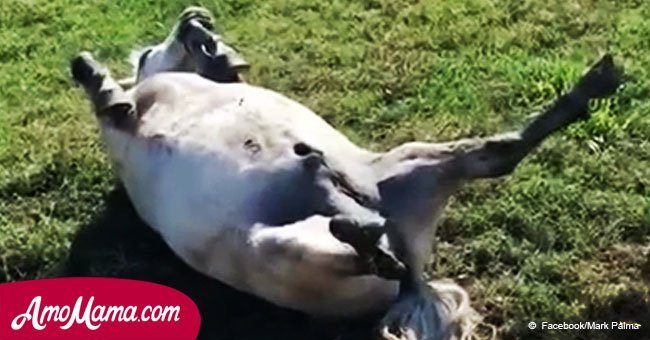 Man tells woman her horse is dead. Then she comes closer and the horse "comes to life"